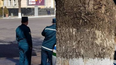 Автоинспекторам запретили нести службу в "засаде" ГАИ за деревом