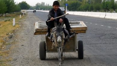 Ослик на дороге в Узбекистане