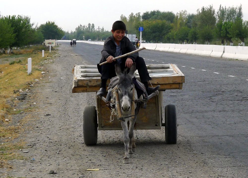 Ослик на дороге в Узбекистане