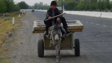 Ослик на дороге в Узбекистане