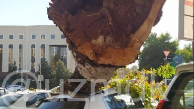 Сорокалетний карагач упал на автомобили в Ташкенте