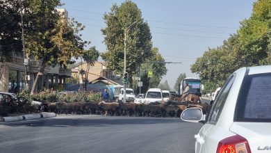 Сенаторы назвали плохое обучение водителей причиной ДТП Перегон баранов на перекрестке Ташкентской области