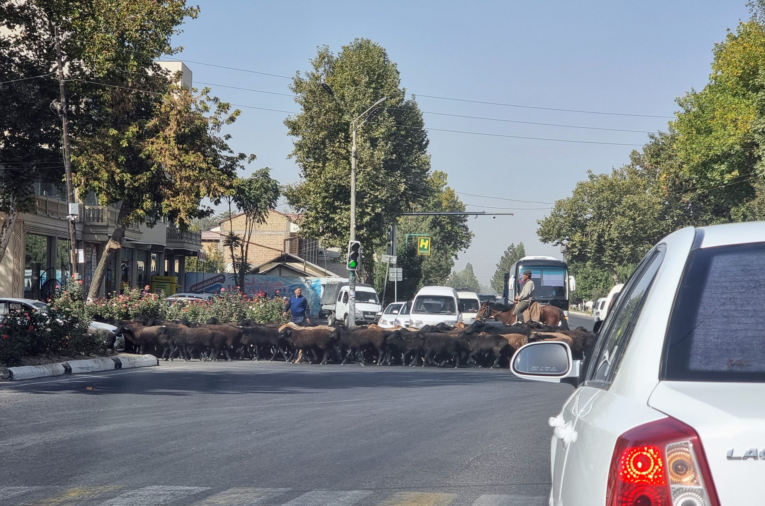 Перегон баранов на перекрестке Ташкентской области